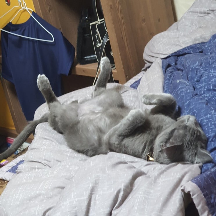  6월 25일 고양이 일상
