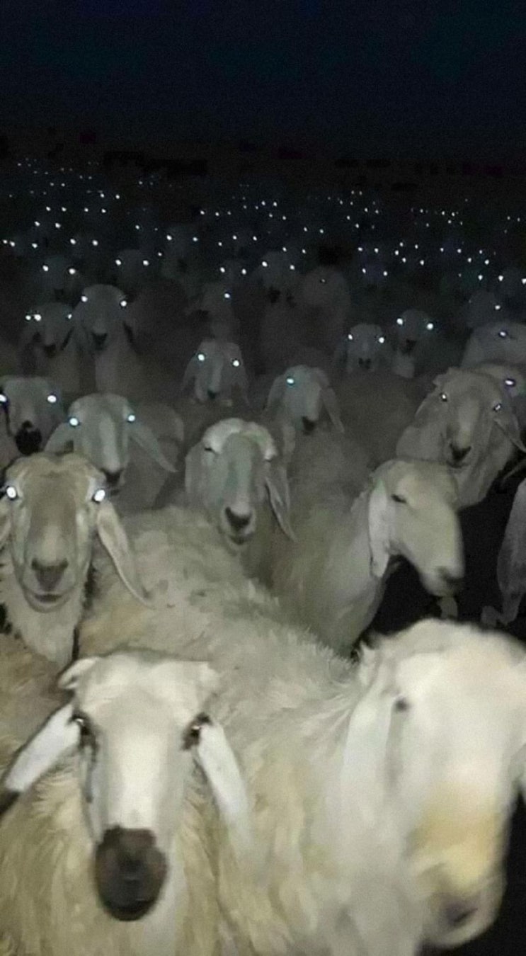  불면퇴치 천연 아로마오일 <바로잠>