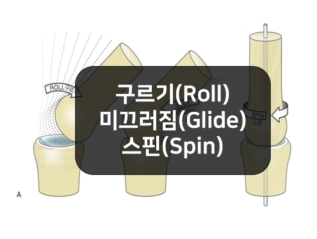 관절의 운동 - 구르기(Roll), 미끄러짐(Glide), 스핀(Spin)