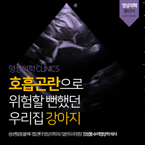 [심장전문진료] 강아지 심각한 폐수종 응급 (노령견 심장 정밀평가)