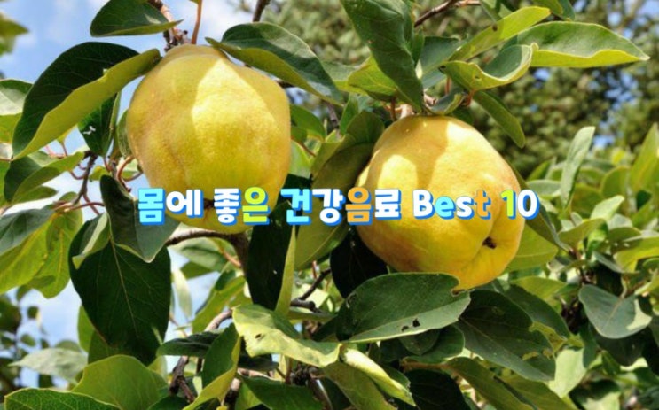 몸에 좋은 건강음료 Best 10