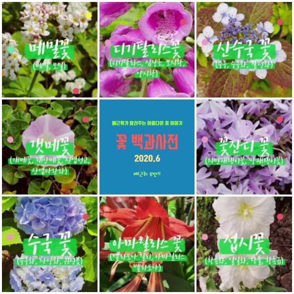 꽃 백과사전 6월 꽃 이야기(2020.6) -배근휘 모먼트