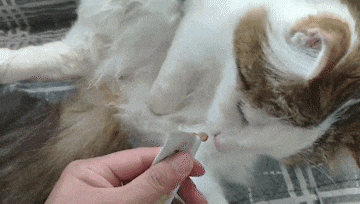 짜먹는 고양이 간식 캣퓨레 무슨맛? 짜먹는 고양이 간식 캣퓨레 무슨맛?