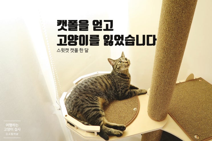  고양이 캣폴: 스윗캣 폴앤폴 한 달 사용 후기