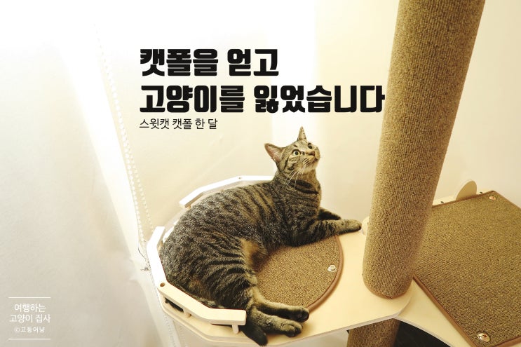 고양이 캣폴: 스윗캣 폴앤폴 한 달 사용 후기