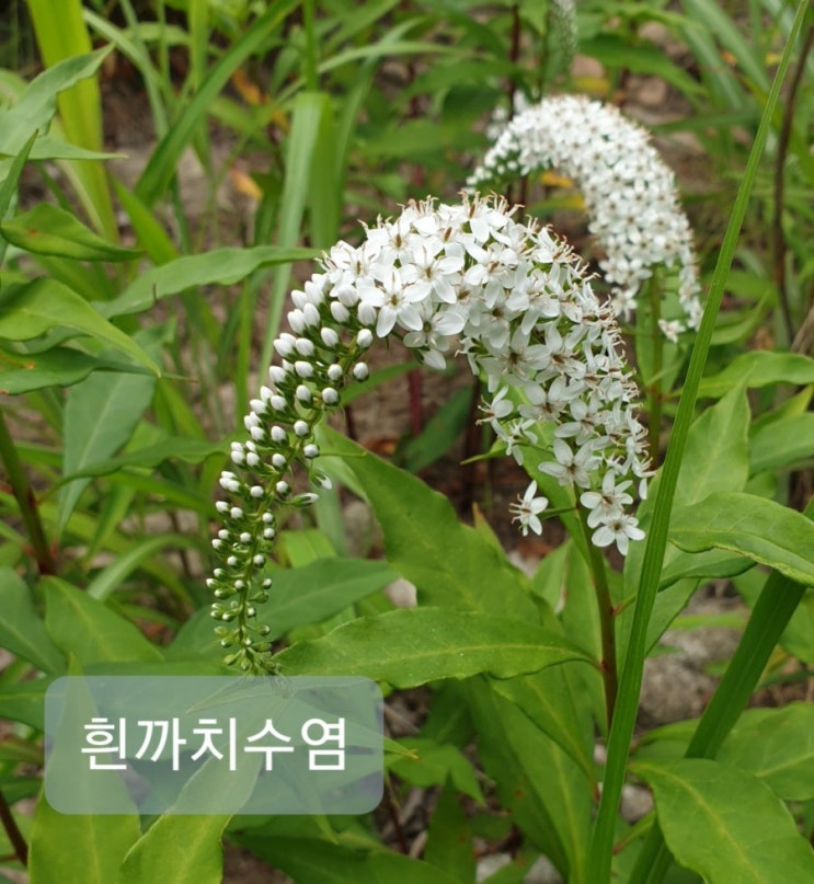  연민산우회 정기산행.가야산 여름꽃 구경