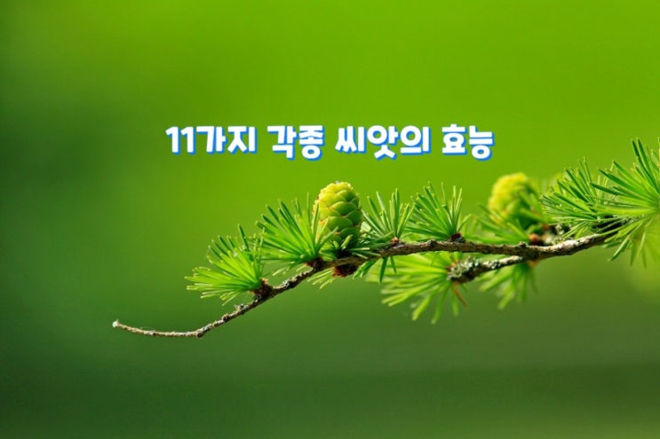 11가지 각종 씨앗의 효능 11가지 각종 씨앗의 효능