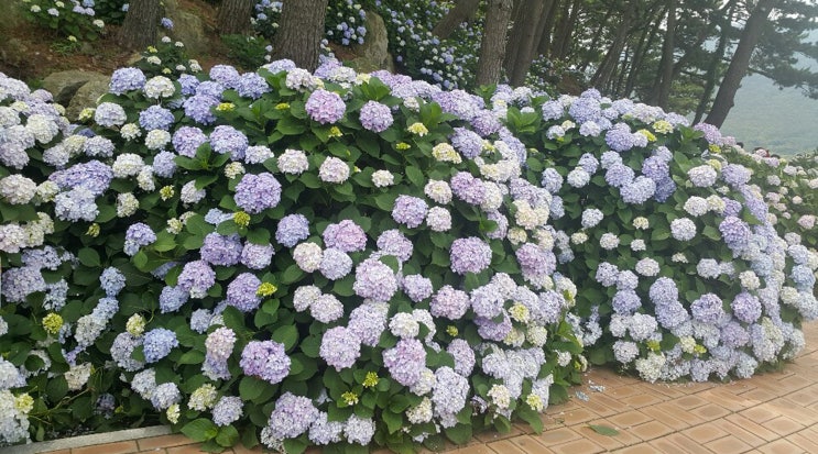  거제도 저구마을 수국 현재 상황