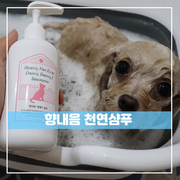  향내음 댕댕이샴푸 이걸로 정했다