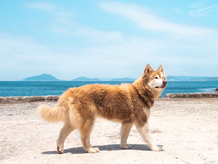  댕댕이 + 고양이 + 바다 = 천국 (매물도 여행기)