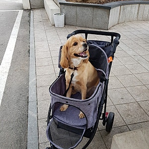 댕댕이 개모차 후기 : 크로노 디럭스 애견유모차 강아지 고양이 펫 개모차