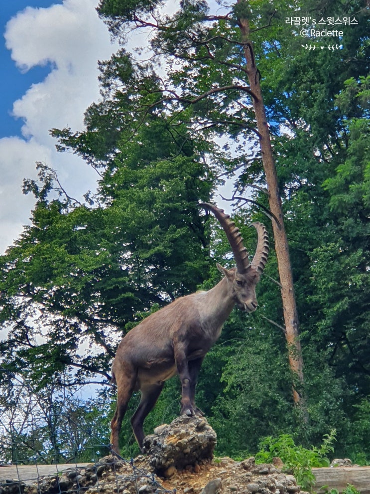 [스위스여행] 아라우-로겐하우젠 야생동물원(Wildpark Roggenhausen, Aarau AG) / 무료입장 / 365일 연중무휴!