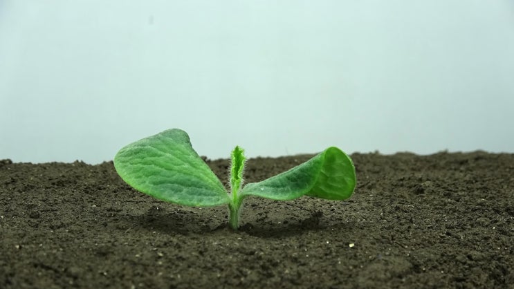  전능신교/창조주 하나님이  〈 씨앗, 대지, 나무, 햇빛, 새, 그리고 사람〉에 대한 이야기(1)