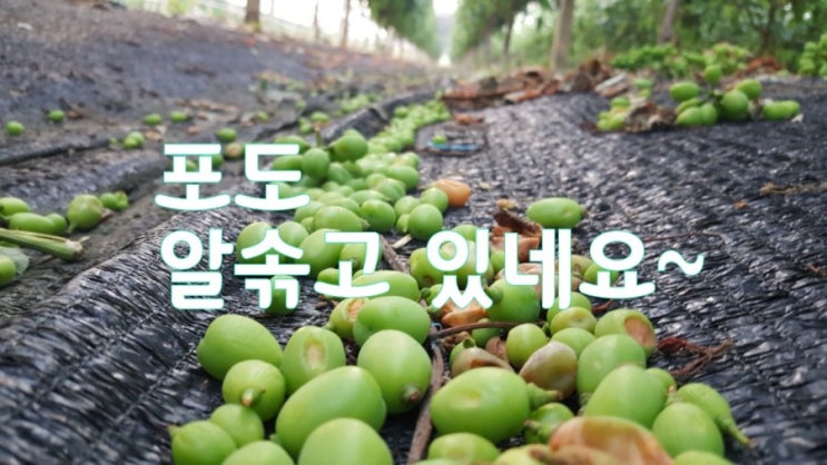  포도 알솎기