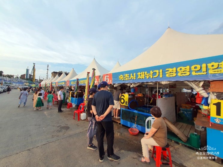  속초 오징어난전 1만 원에 몇 마리일까요? 찾아가는  길과 즐기는 법
