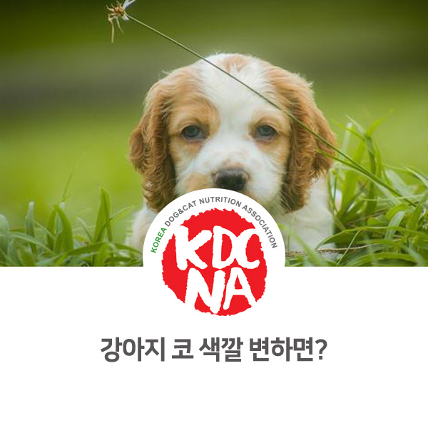 [반려동물 유용한 정보] 강아지 코 색깔이 빠지는 이유_553