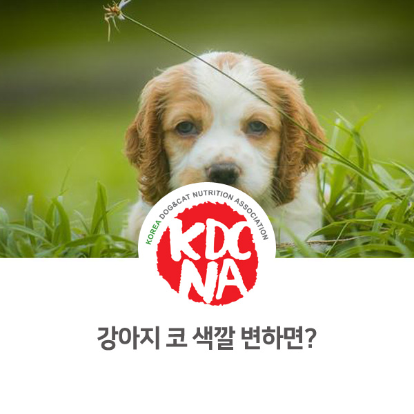  [반려동물 유용한 정보] 강아지 코 색깔이 빠지는 이유_553