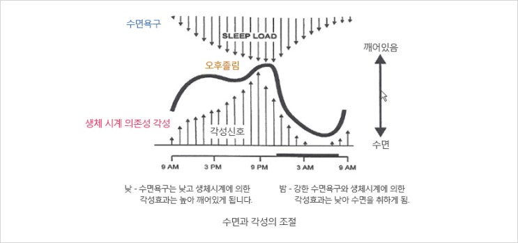  [불면증 치유 3/4] 불면증 인지행동 치료법
