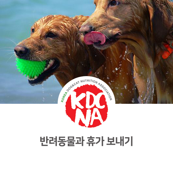  [반려인이 알아야할 정보] 강아지 고양이와 휴가 맞이하기_559
