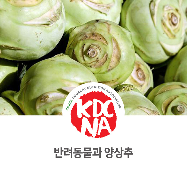  [강아지 고양이 식재료 정보] 반려동물 양상추 먹어도 되나요?_561