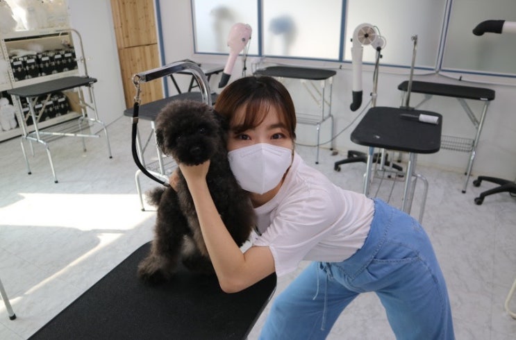 큐브 애견미용학원:) 까몽이와 함께한 애견미용 후기 (푸들 미용 팁!) 큐브 애견미용학원:) 까몽이와 함께한 애견미용 후기 (푸들 미용 팁!)