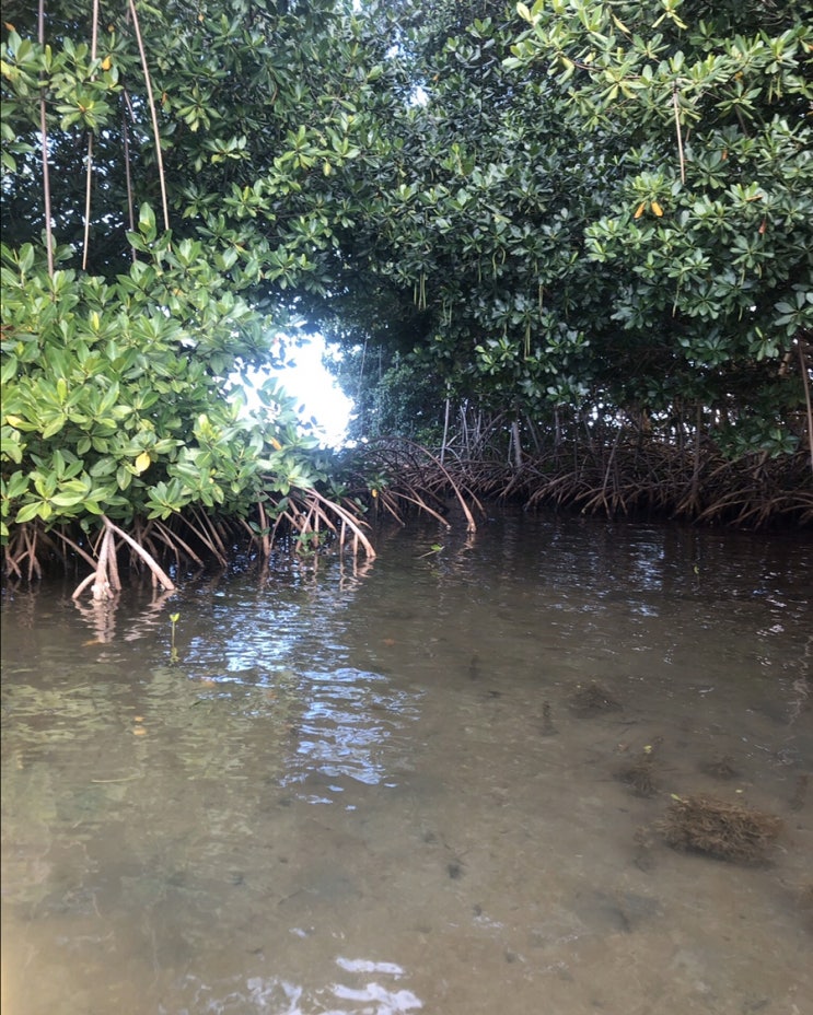 과들루프 여행 팁: 맹그로브 숲 카약