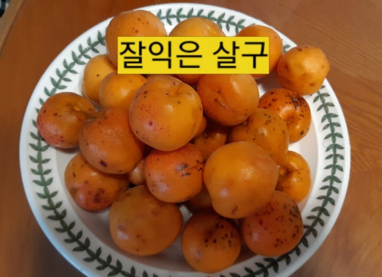  살구와 매실 차이점 파헤치기