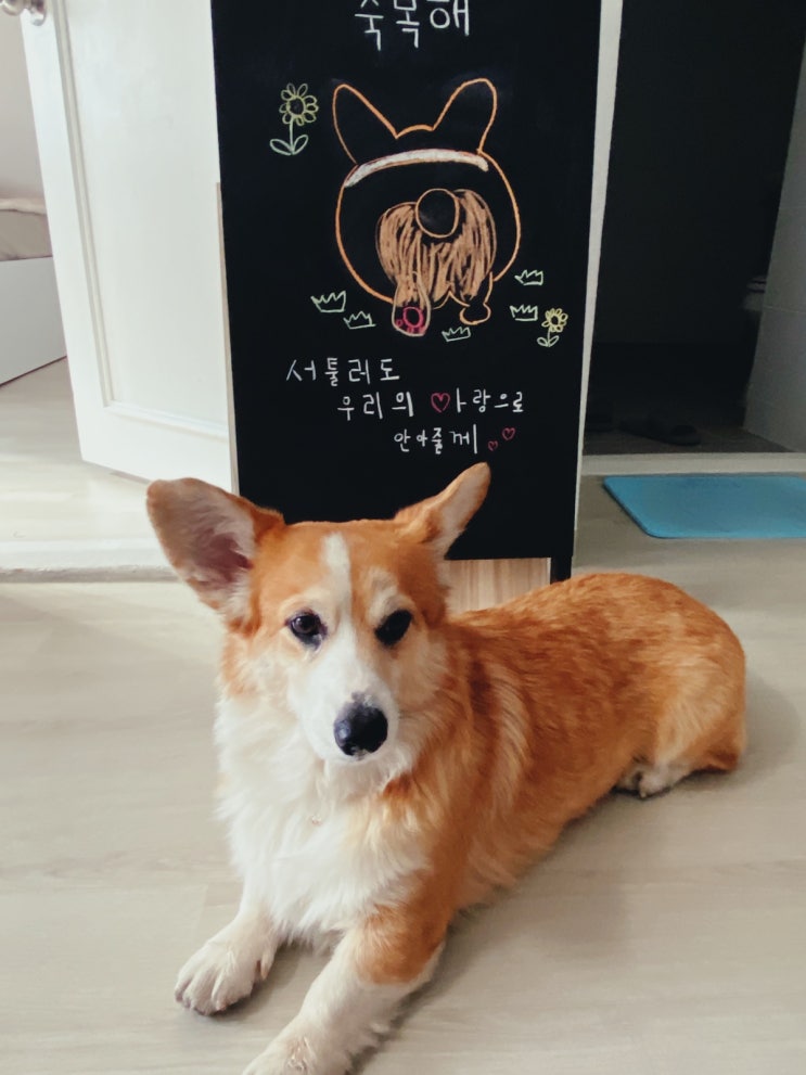 2019년의 마지막을 곰이와 함께 2019년의 마지막을 곰이와 함께