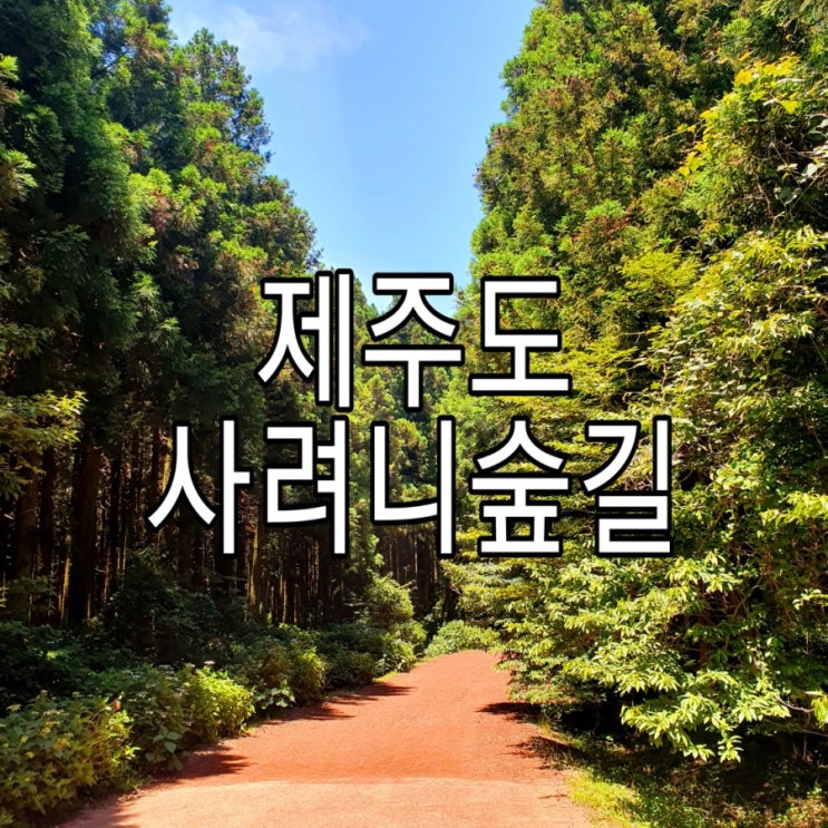   [제주도] 날씨가 좋아서 더좋은 '사려니숲길'