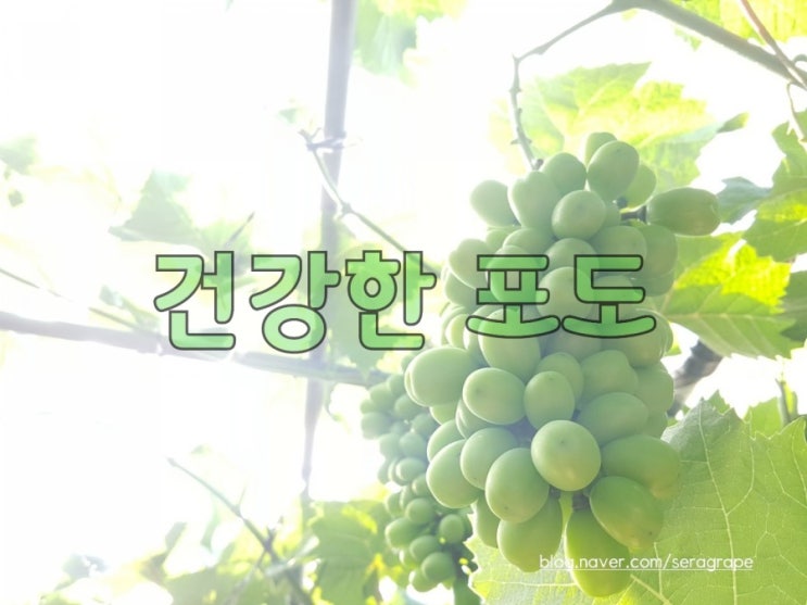 건강하고 싱그러운 포도 송이들