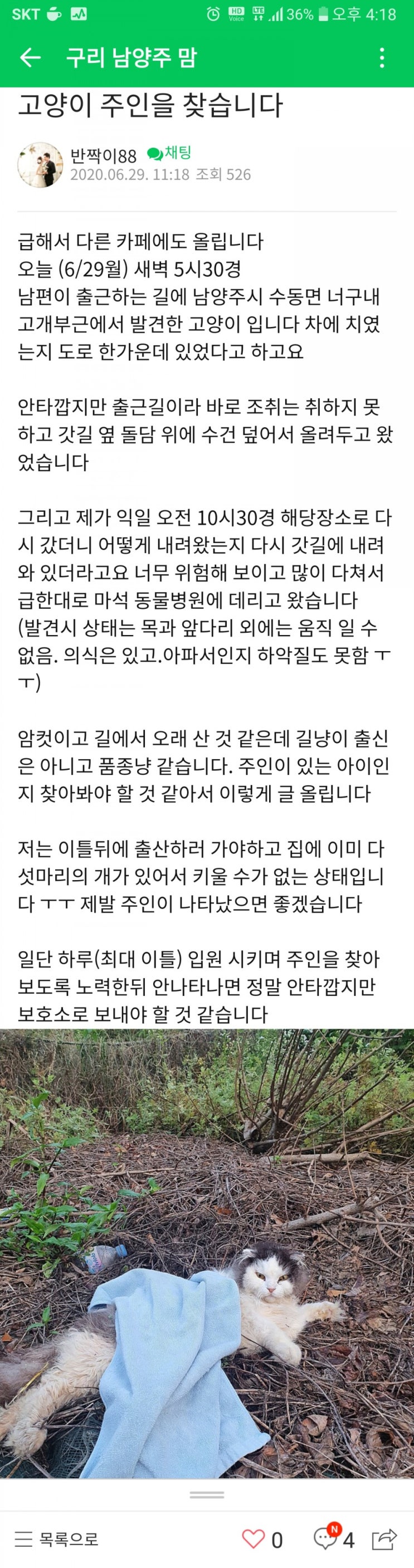  남양주 차사고 냥이 주인 찾는답니다.공유
