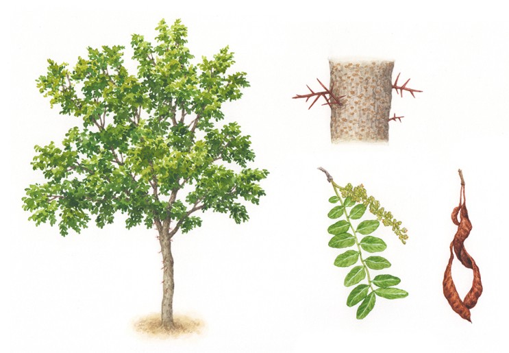 [세밀화] 식물 - 쥐엄나무