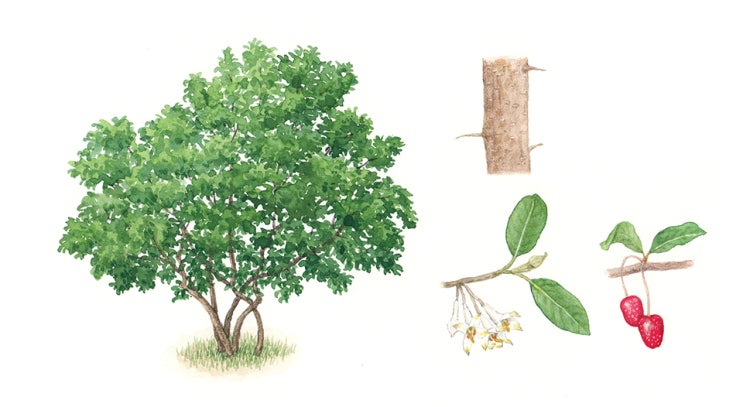 [세밀화] 식물 - 보리수나무
