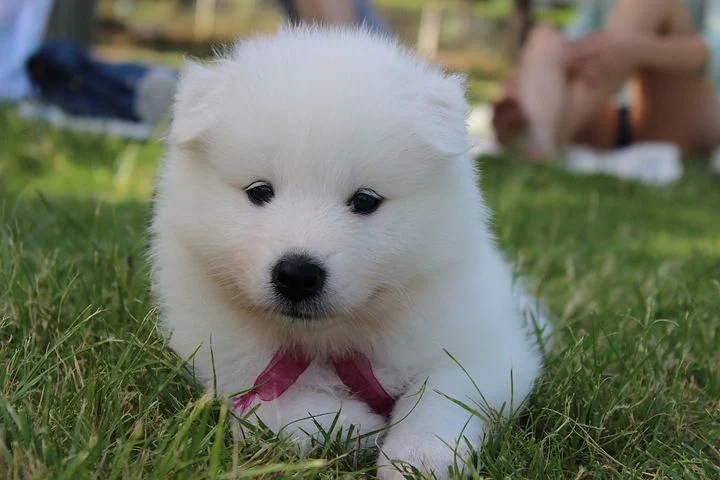  강아지산책을 왜 해야할까?
