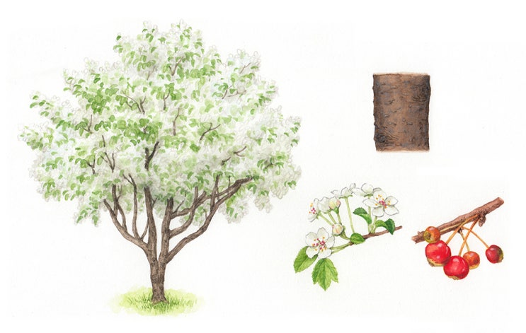 [세밀화] 식물 - 아그배나무