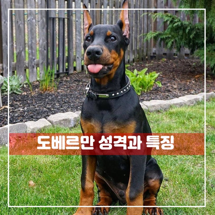  도베르만 성격 착한아이일까요?