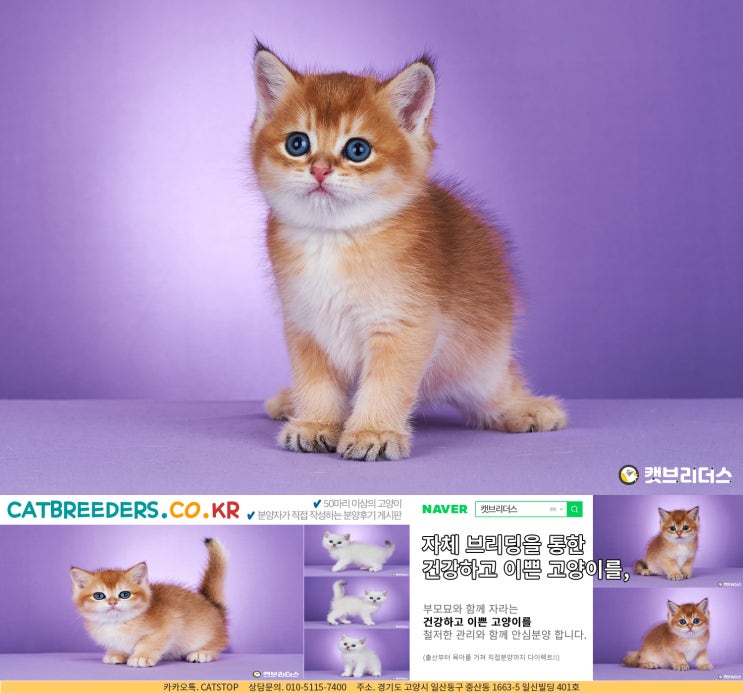  두근두근 설레었던 부천고양이분양!