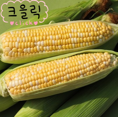  생으로 먹어도 되는 하랑애 초당옥수수