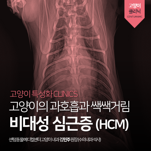  [고양이전문진료] 고양이 비대성 심근증 (노령묘 심장병, 과호흡, HCM)