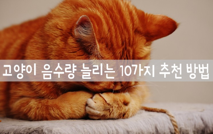 고양이 음수량 늘리기 10가지 추천 방법
