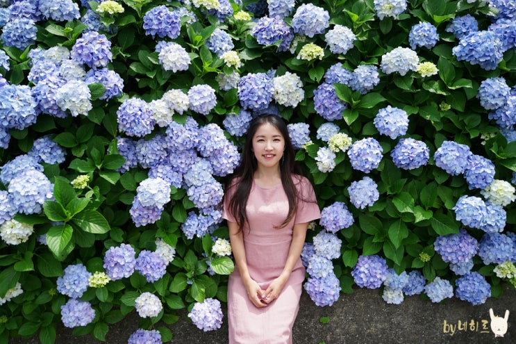 거제도 갈만한곳 수국 명소 꽃투어 거제도 갈만한곳 수국 명소 꽃투어