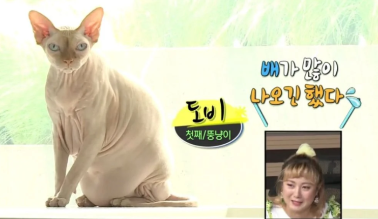  나혼자산다 고양이 키우는데에 진심인 유아인