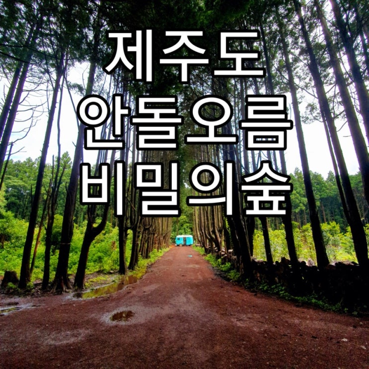   [제주도] 사진찍기좋은 장소 '안돌오름/비밀의숲'
