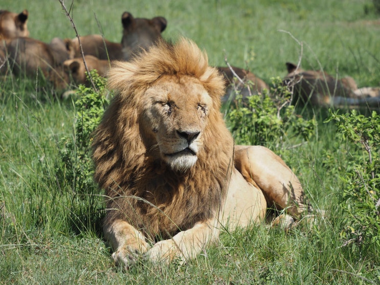  [2018 Kenya] Masai Mara Safari Tour #5 / 마사이 마라 사파리 투어 #5