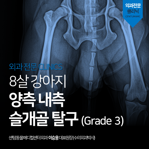  [정형외과] 강아지 양측 내측 슬개골 탈구 (외과박사 수술 동물병원)