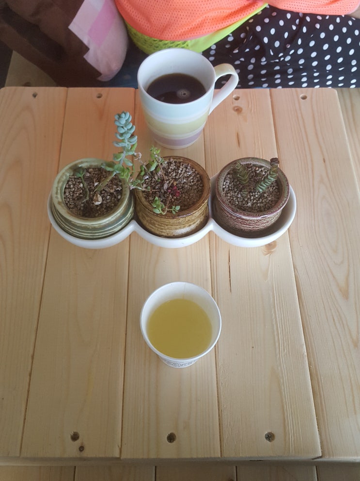  프로폴리스 효능 / 부작용