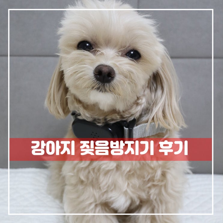  강아지 짖음방지기 효과볼수있을까요? 짖음훈련하기