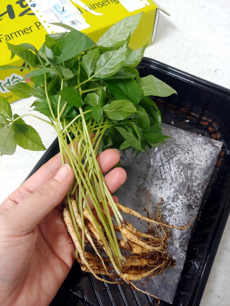 새싹삼 택배로 아침마다 한 뿌리, 박정순 샐러드삼 새싹삼 택배로 아침마다 한 뿌리, 박정순 샐러드삼
