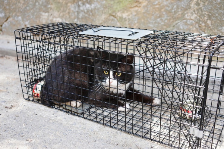  길고양이 중성화수술 TNR 후기!