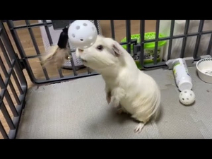 Share sympathy with guinea pig toys /기니피그 뭉실이 구름이 장난감으로 운동하기!